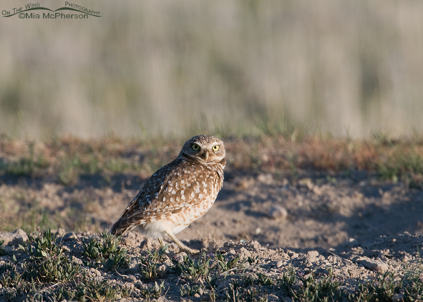 Burrowing Owl adult at a burrow entrance
