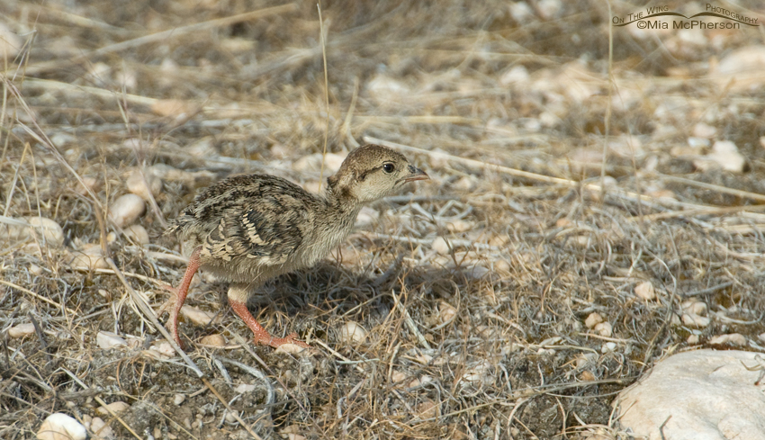Chukar chick on Antelope Island