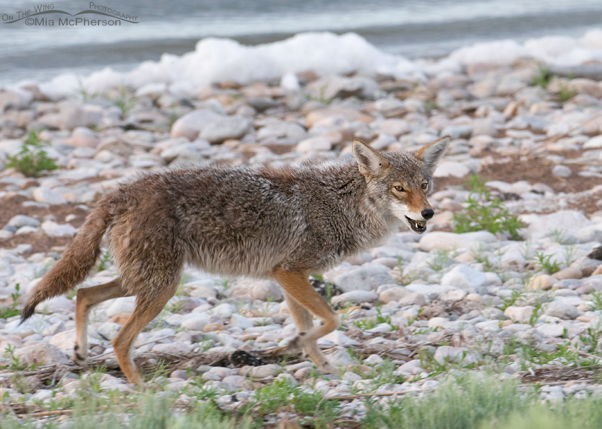 Moving down the causeway with the egg still in the Coyote’s mouth