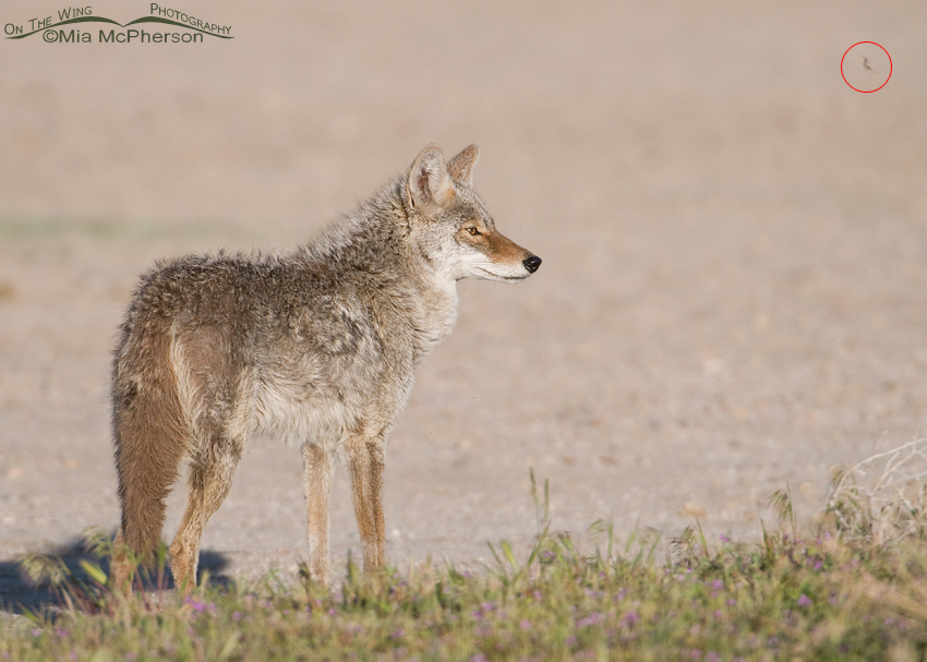 Coyote with a Midge in the frame