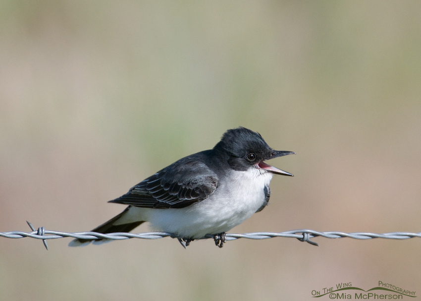 Calling Eastern Kingbird at Bear River Migratory Bird Refuge, Box Elder County, Utah