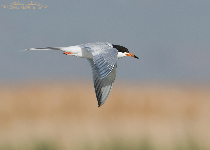 Forster's Tern in breeding plumage in flight over Bear River NWR