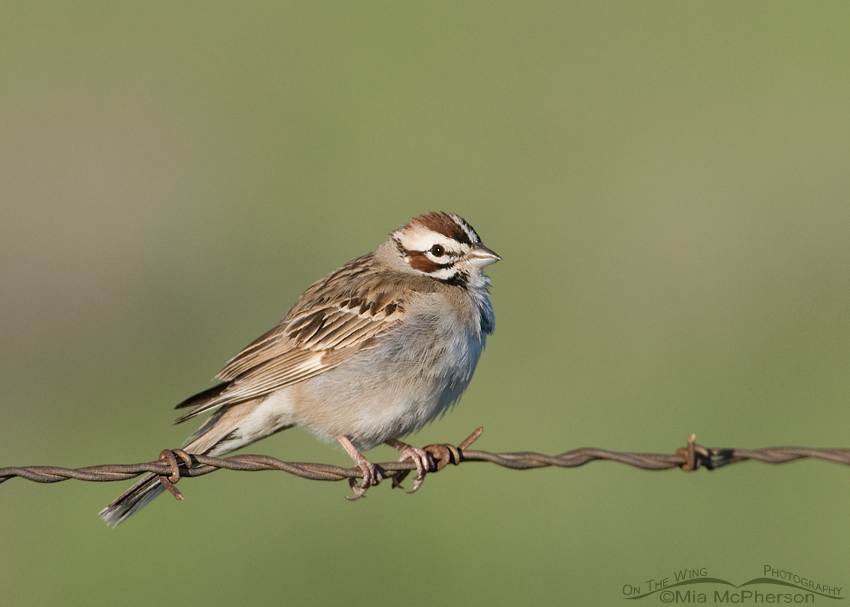 Lark Sparrow on barbed wire, West Desert, Tooele County, Utah