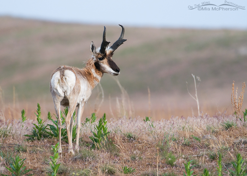 Pronghorn buck on Antelope Island