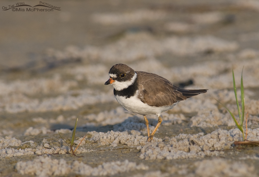 Semipalmated Plover on mudflats