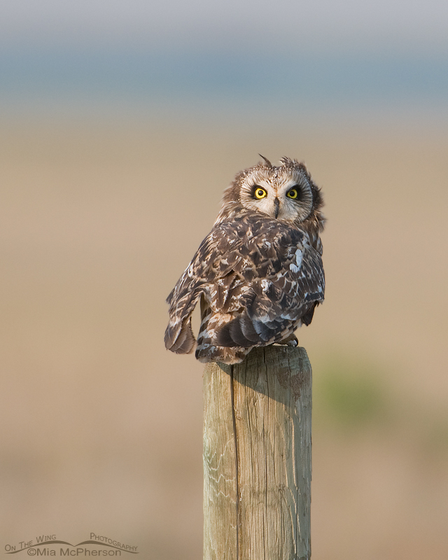 Short-eared Owl with tufts showing