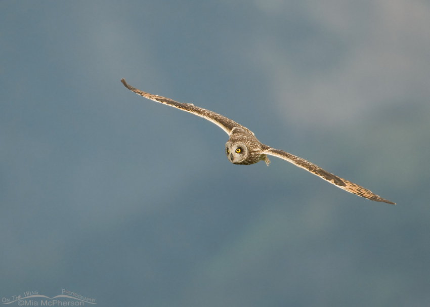 Male Short-eared Owl with Centennial Mountains in the background