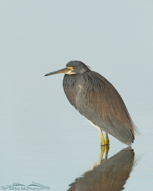 Tricolored Heron in pastel water and soft light