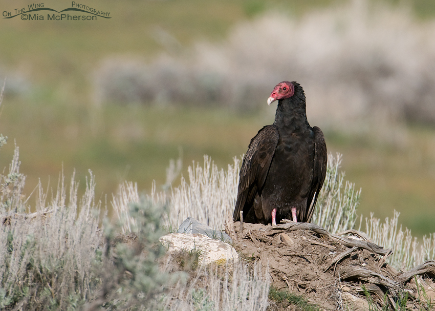 Turkey Vulture in Box Elder County