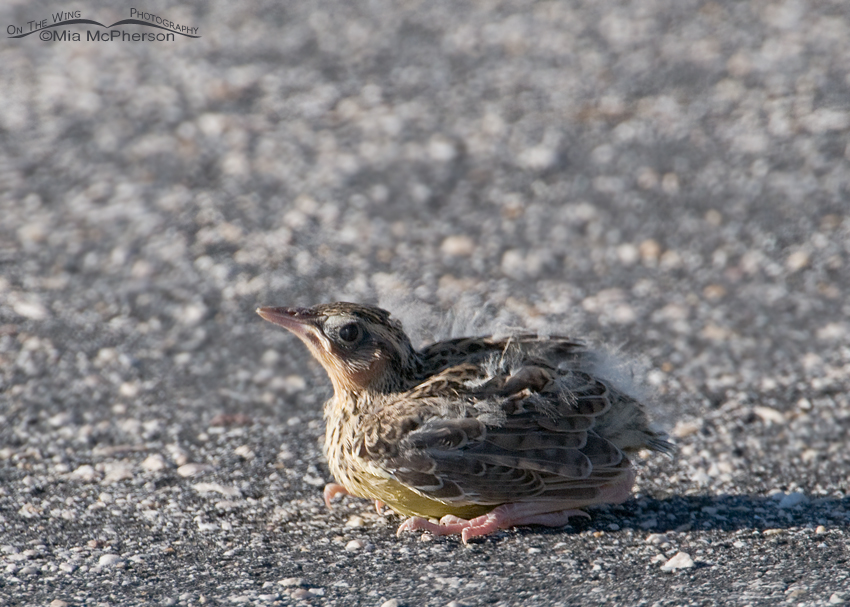 Western Meadowlark chick on a road