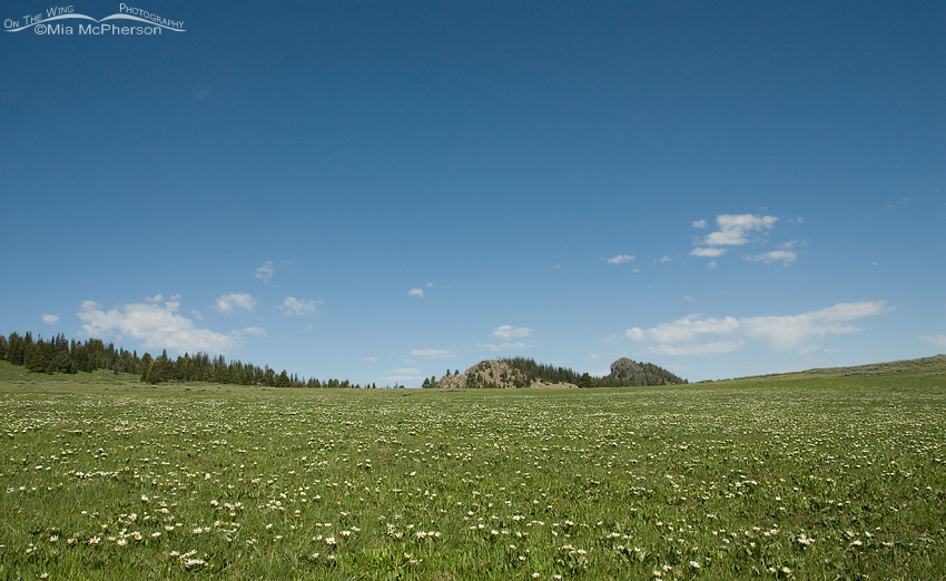 Flowers in an Alaska Basin trail alpine meadow