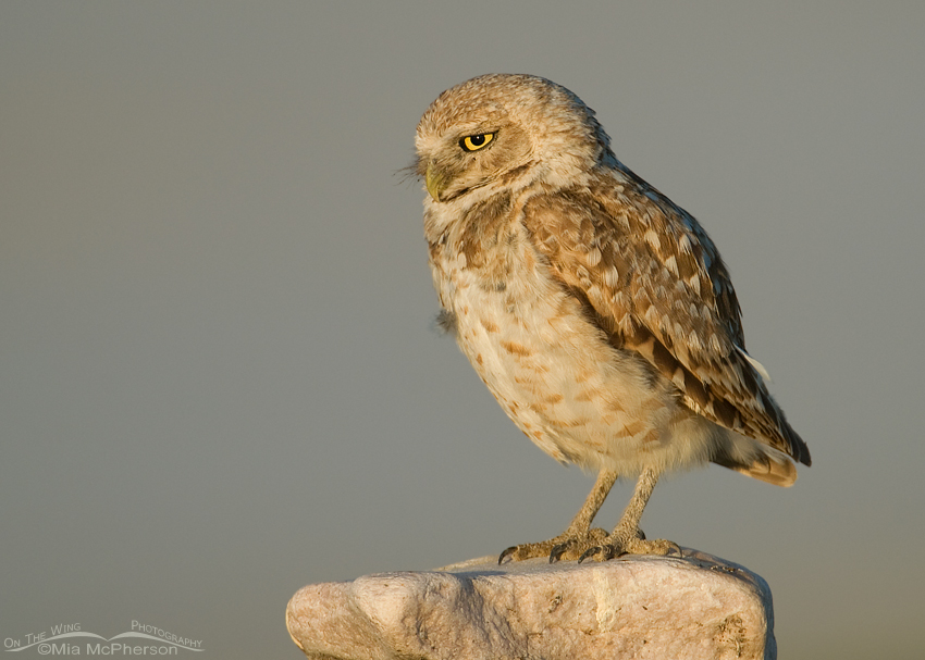 Adult Burrowing Owl in Utah