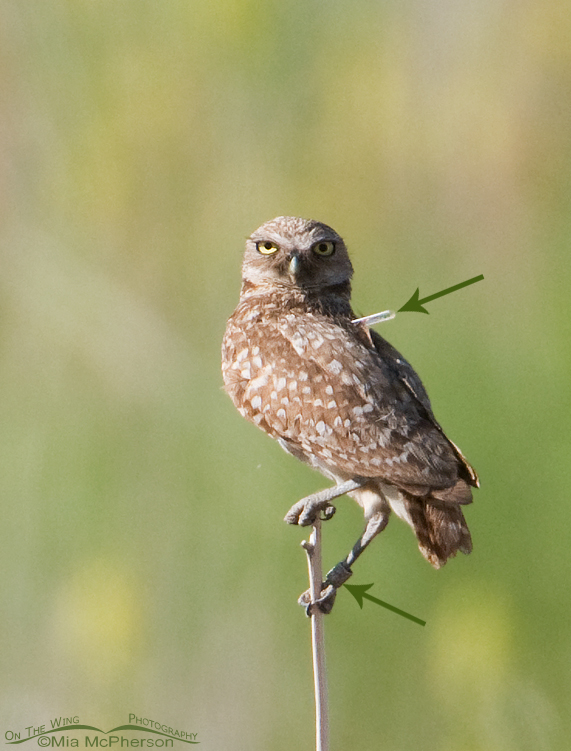 Banded Burrowing Owl adult with telemetry device