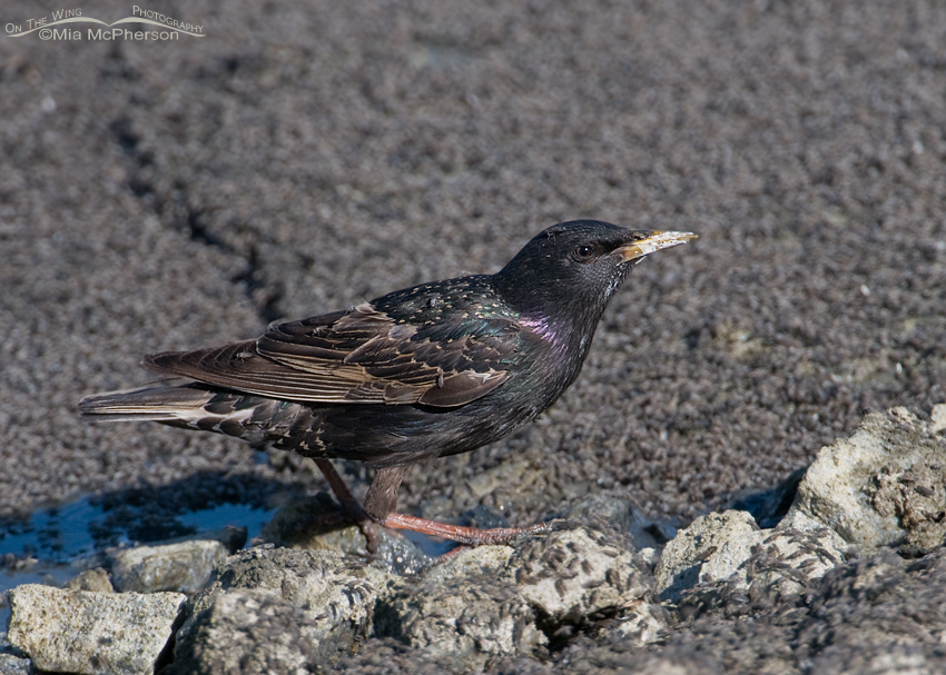 European Starling eating Brine flies on the shoreline of the Great Salt Lake