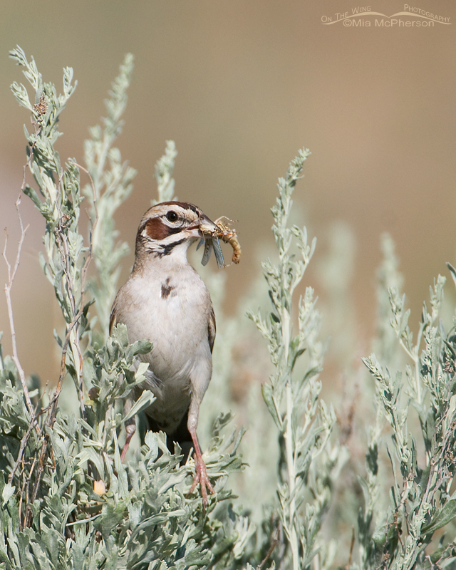 Vertical Lark Sparrow with a grasshopper going to feed its young on Antelope Island State Park, Utah