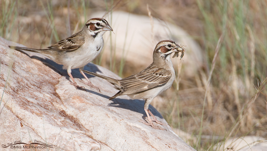 Pair of Lark Sparrows during the nesting season. Antelope Island State Park, Davis County, Utah