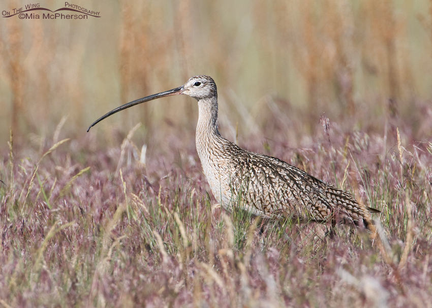 Cheatgrass framing a Long-billed Curlew