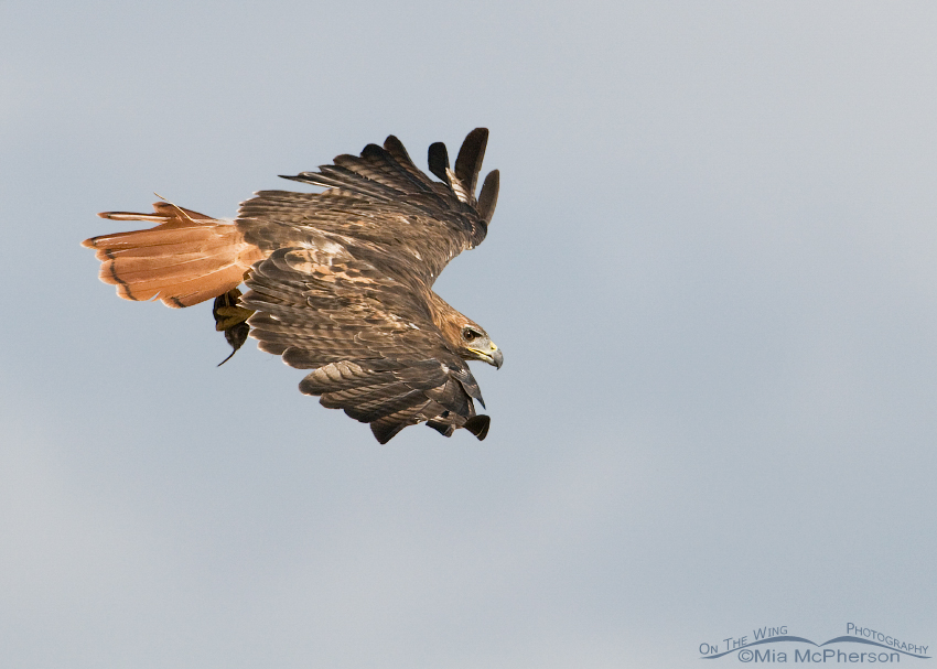 Adult Red-tailed Hawk in flight with prey