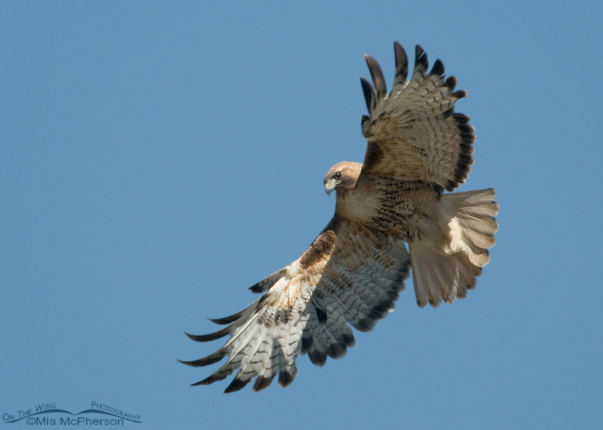 Adult Red-tailed Hawk in Montana's Sky