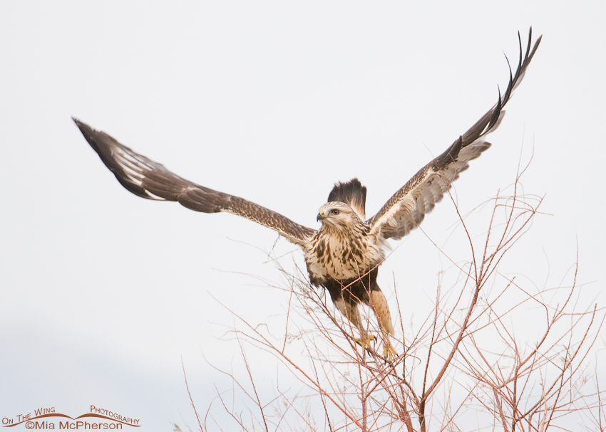 Rough-legged Hawk - Leap and lift off