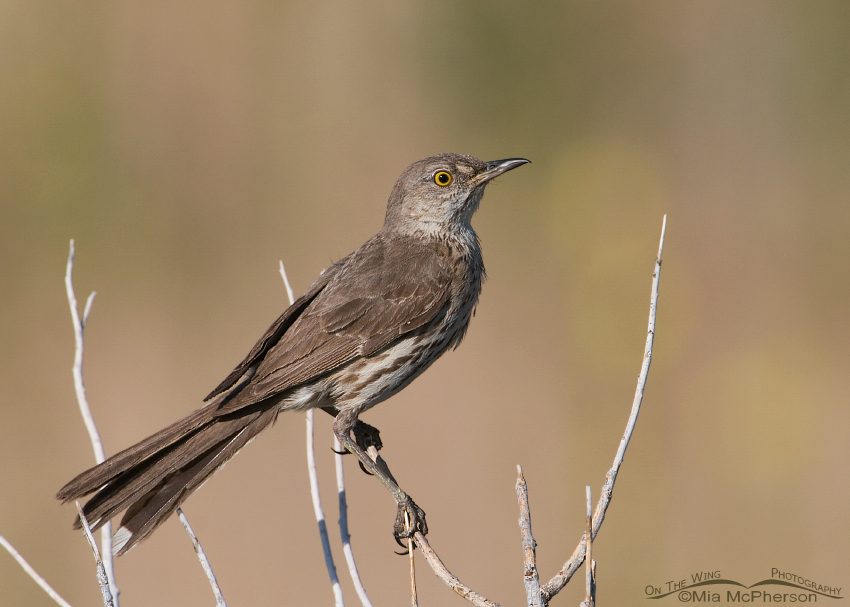 Sage Thrasher perched
