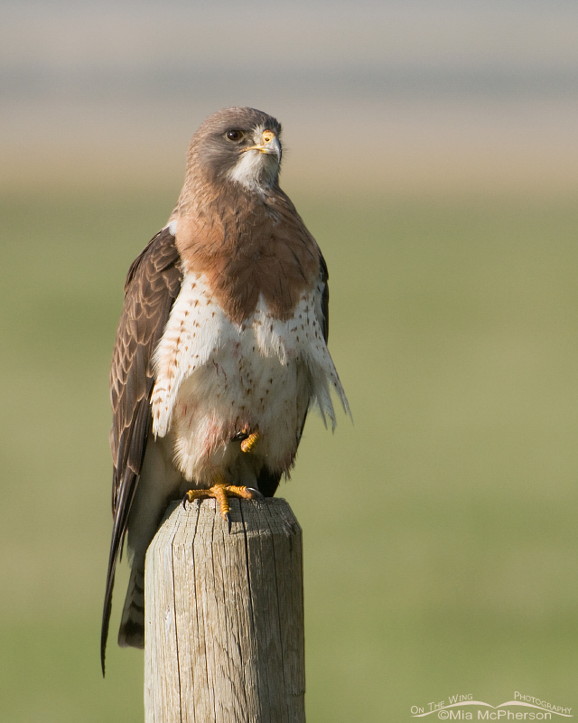 Perched adult Swainson's Hawk in southwestern Montana