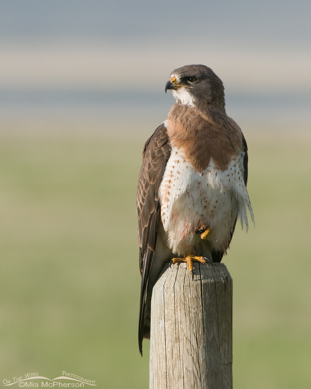 Swainson's Hawk with blood from its meal on its belly