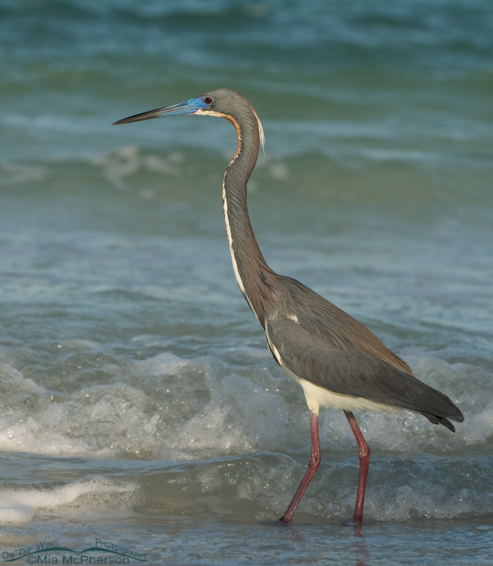 Tricolored Heron standing in the surf of the Gulf of Mexico
