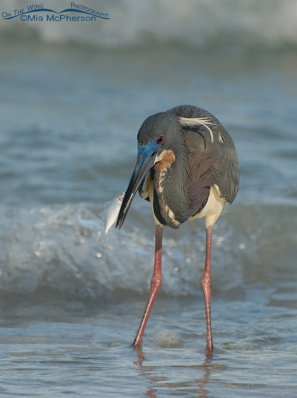Tricolored Heron with prey on the shore of the Gulf