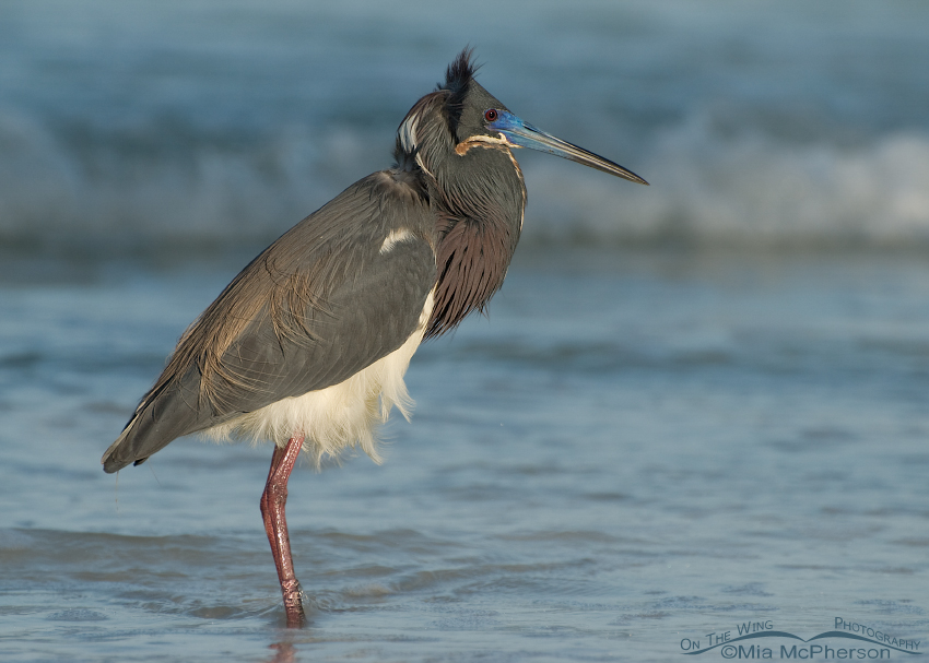 Tricolored Heron resting after eating