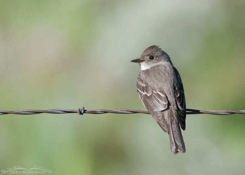 Western Wood-pewee perched on barbed wire