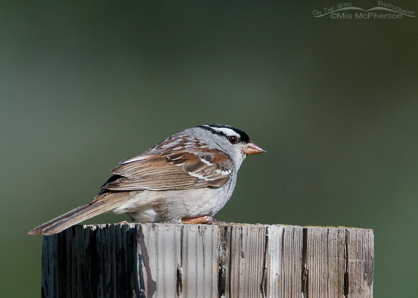 White-crowned Sparrow at the Continental Divide