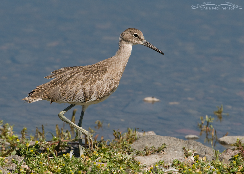 Juvenile Willet on the shore of a lake