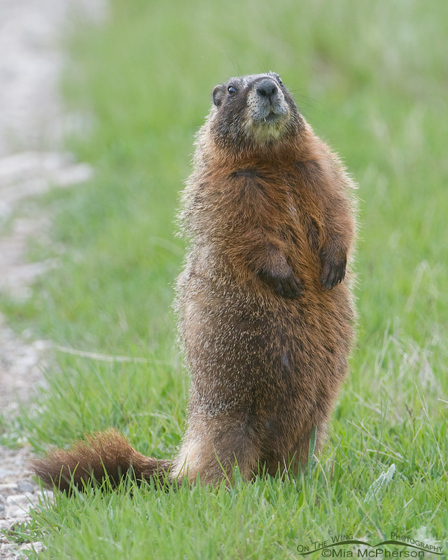 The yellow belly of a Yellow-bellied Marmot