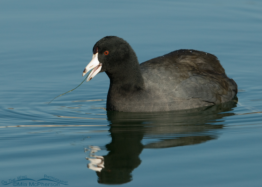American Coot eating