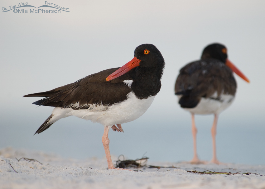 American Oystercatchers at north beach