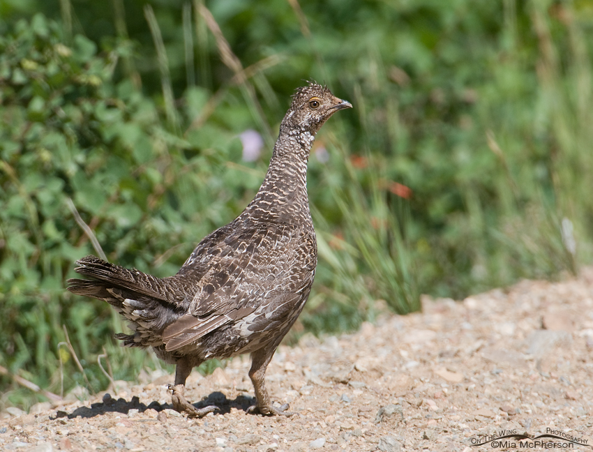 Female Dusky Grouse in the Wasatch Mountain Range