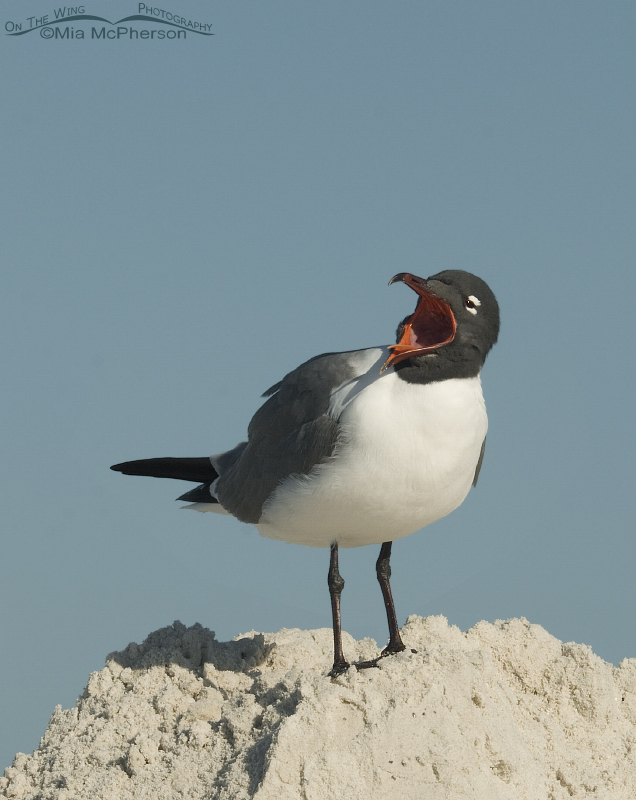 Calling Laughing Gull in breeding plumage, Fort De Soto County Park, Pinellas County, Florida
