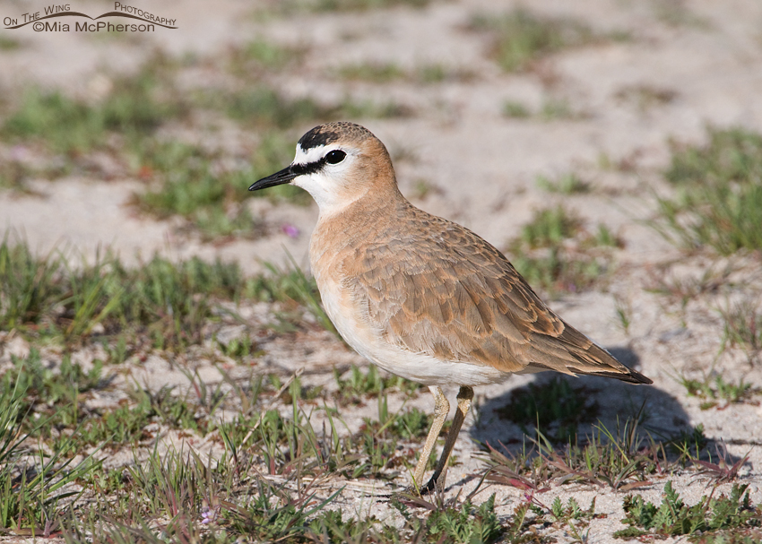 Male Mountain Plover in a sandy location