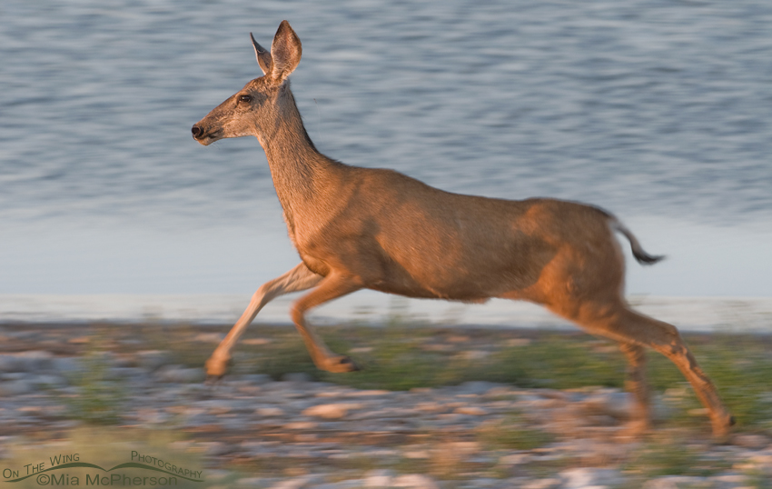 Mule Deer doe blur, Antelope Island State Park, Davis County, Utah