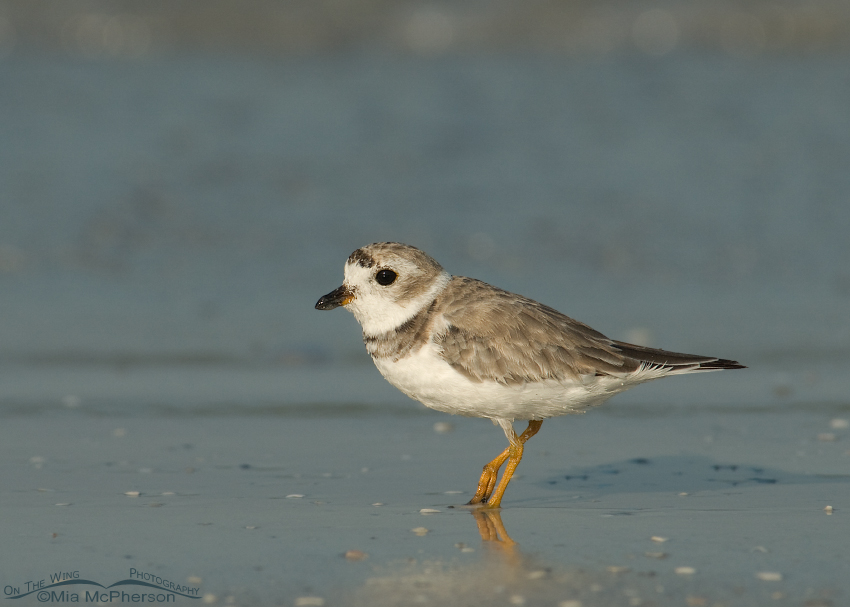 Piping Plover on the Gulf shore