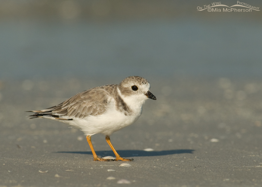 Curious Piping Plover