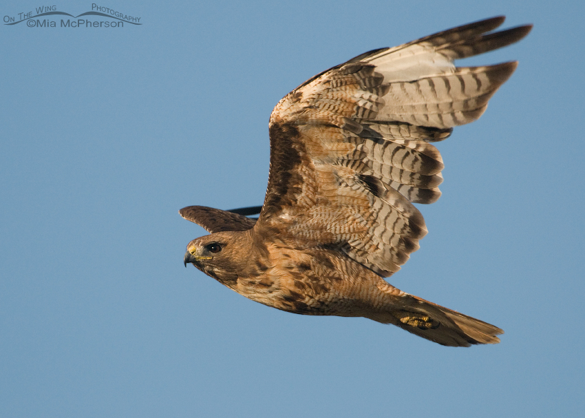 Adult Red-tailed Hawk close up fly by