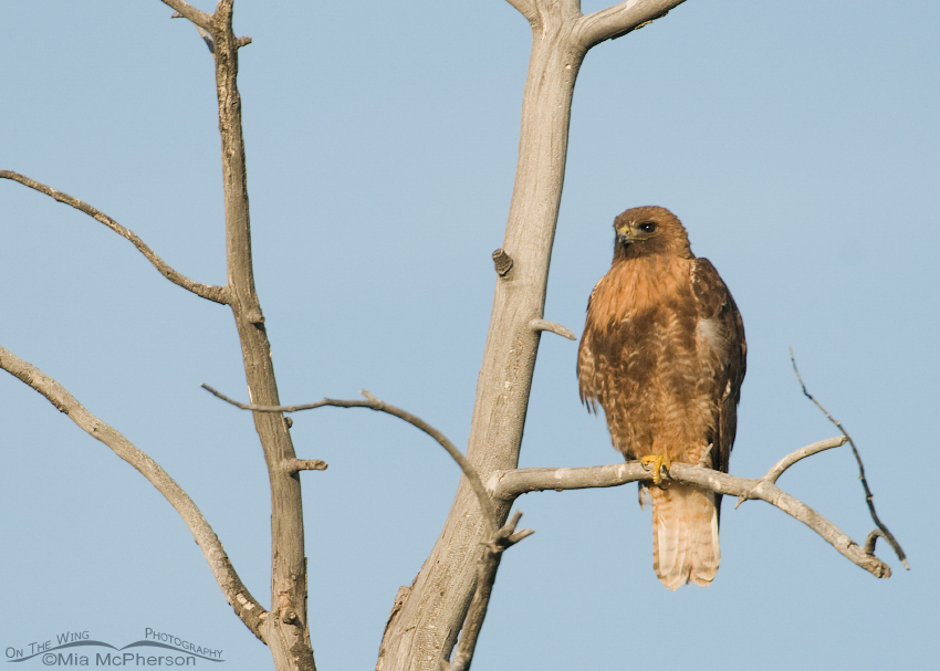 Adult Red-tailed Hawk perched in an old dead tree