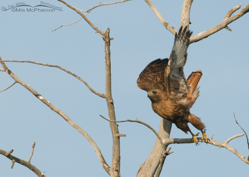 Adult Red-tailed Hawk lifting off from an old, dead tree