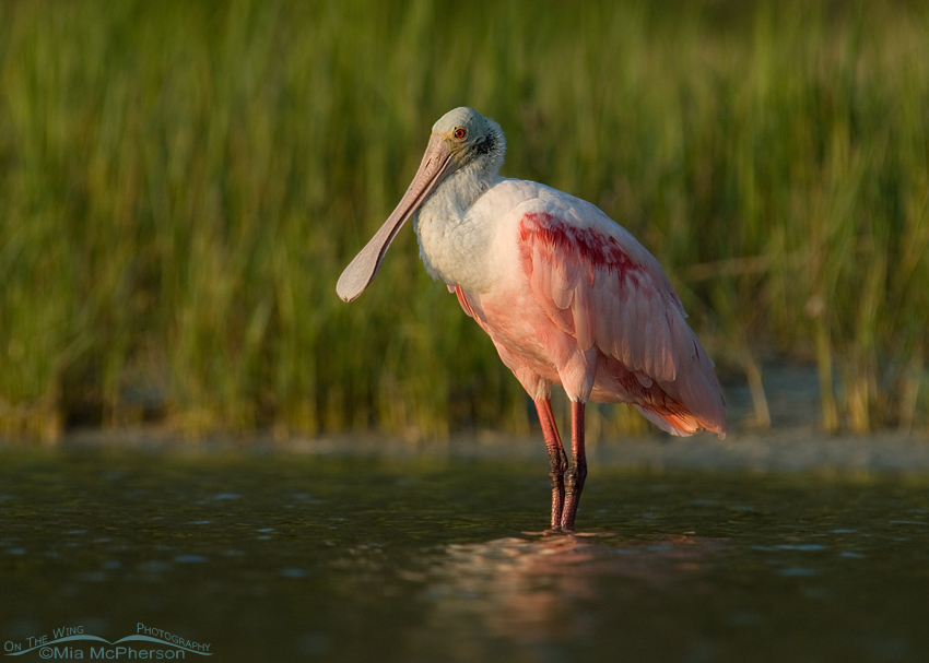 Roseate Spoonbill in the light of the setting sun