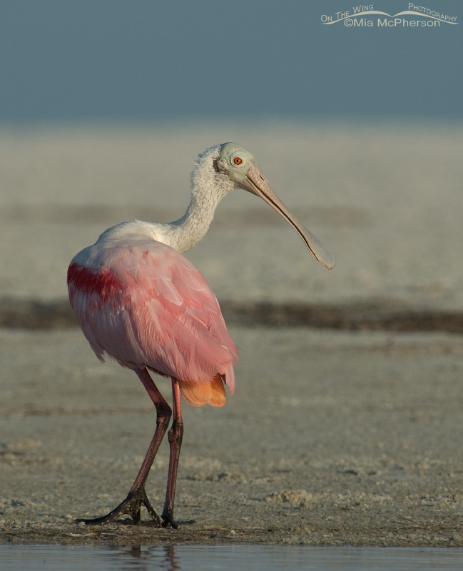 Roseate Spoonbill on the edge of a lagoon