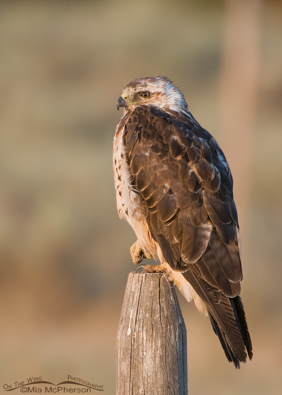 Sub-adult light morph Swainson's Hawk