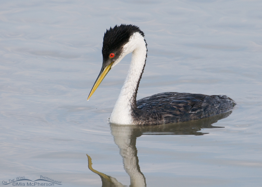 Western Grebe at Bear River MBR