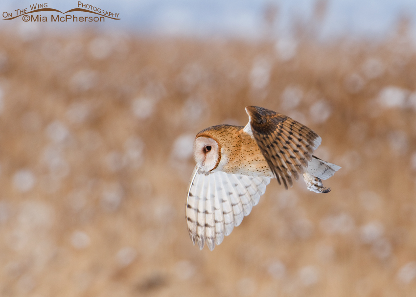Utah Barn Owl in flight